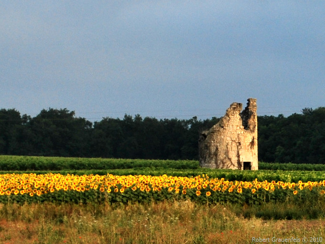 tournesol